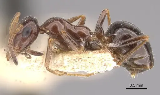 Bajcaridris kraussii specimen