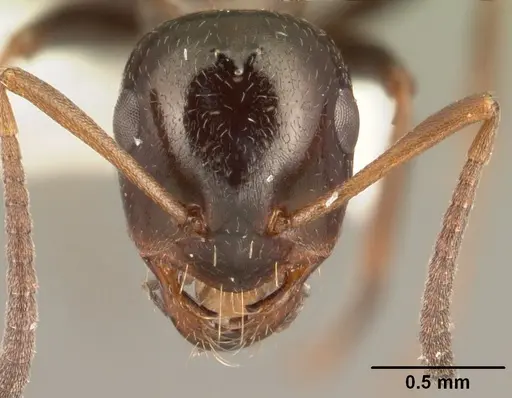 Bajcaridris theryi specimen