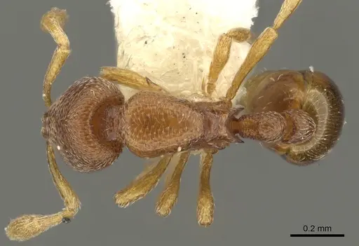 Baracidris meketra specimen