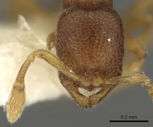 Baracidris meketra specimen