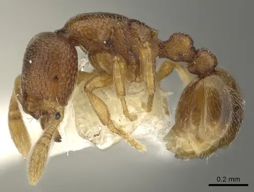 Baracidris meketra specimen