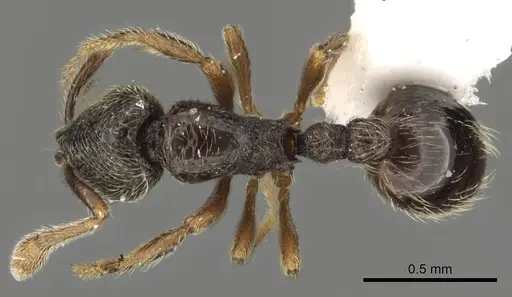 Baracidris pilosa specimen