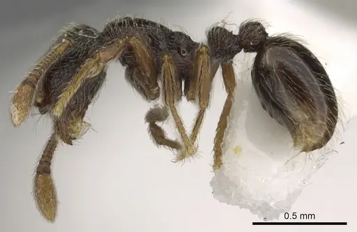 Baracidris pilosa specimen