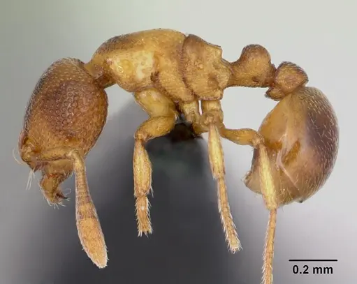 Baracidris sitra specimen