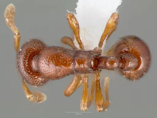 Baracidris sitra - CASENT0406851