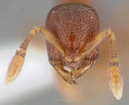 Baracidris sitra - CASENT0406851