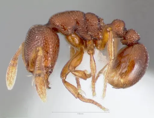 Baracidris sitra - CASENT0406851