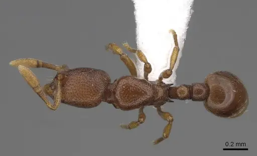 Baracidris sitra - CASENT0763760