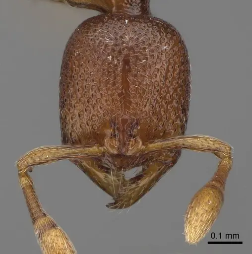 Baracidris sitra - CASENT0763760