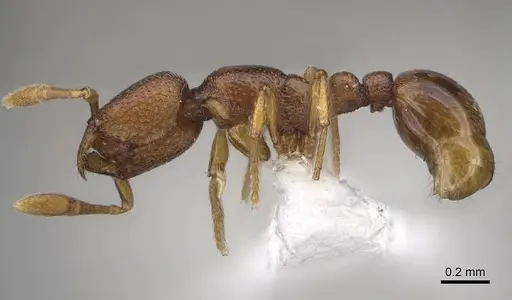 Baracidris sitra - CASENT0763760