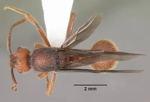 Bariamyrma hispidula specimen