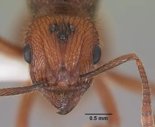 Bariamyrma hispidula specimen