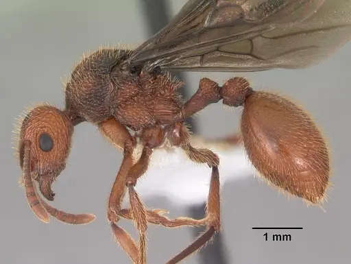 Bariamyrma hispidula specimen