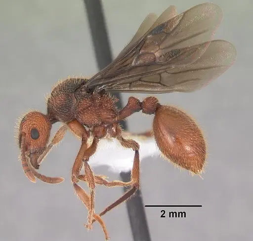 Bariamyrma hispidula - CASENT0102363