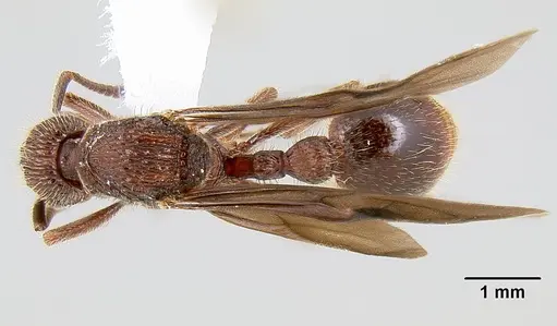 Bariamyrma hispidula - INB0003662387