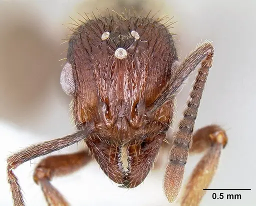 Bariamyrma hispidula - INB0003662387