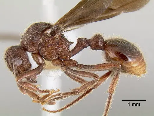 Bariamyrma hispidula - INB0003662387