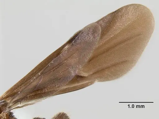 Bariamyrma hispidula - INB0003662387