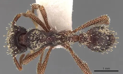 Basiceros browni specimen