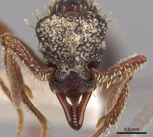 Basiceros browni specimen