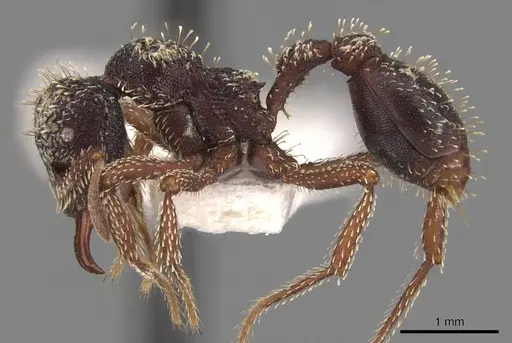 Basiceros browni specimen