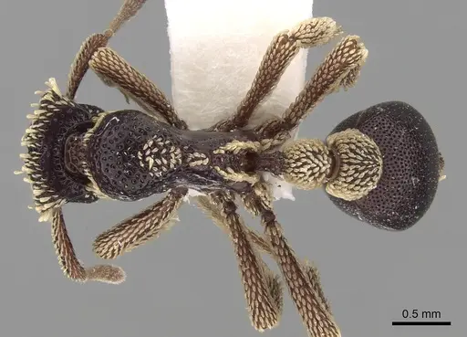 Basiceros conjugans specimen