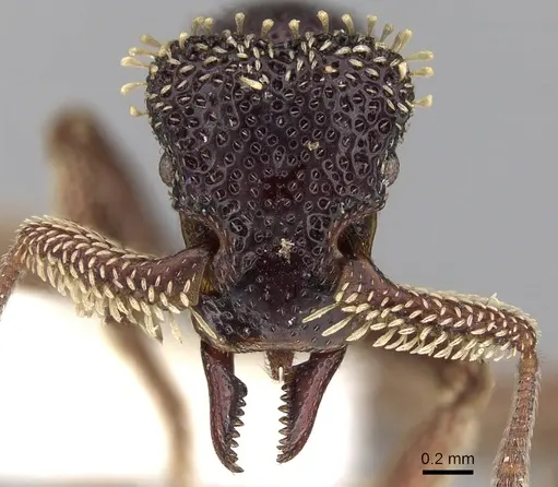 Basiceros conjugans specimen