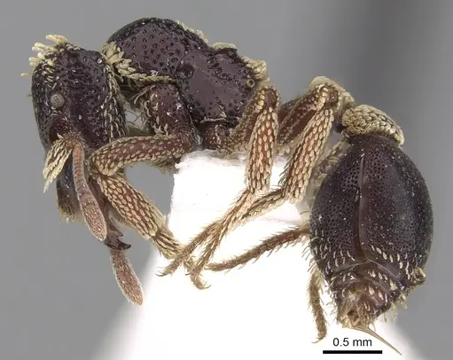 Basiceros conjugans specimen