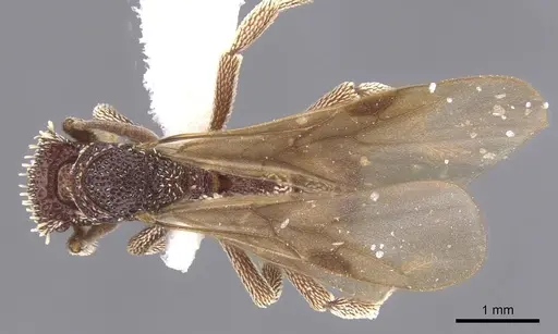 Basiceros conjugans - CASENT0912535