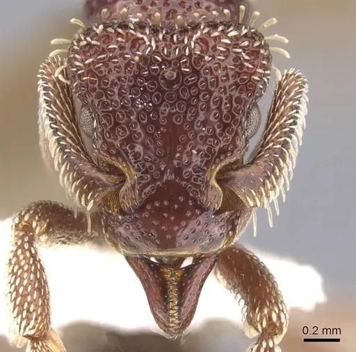 Basiceros conjugans - CASENT0912535