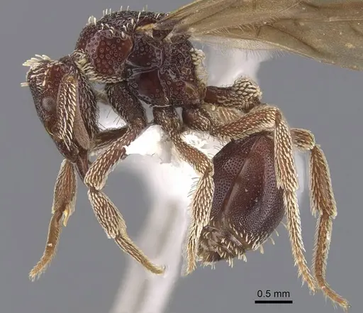 Basiceros conjugans - CASENT0912535