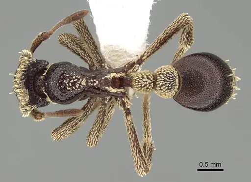 Basiceros conjugans - CASENT0914886