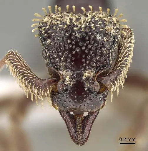 Basiceros conjugans - CASENT0914886