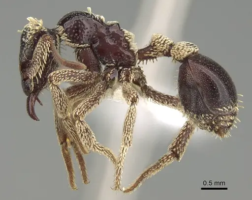 Basiceros conjugans - CASENT0914886