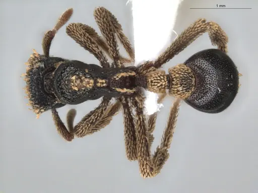 Basiceros conjugans - ECOFOG-GRS21-0187-02