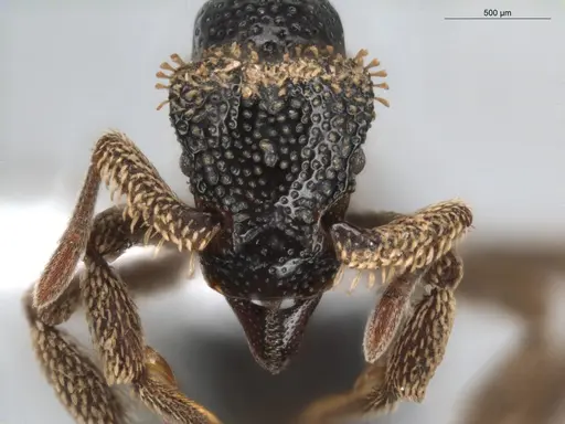 Basiceros conjugans - ECOFOG-GRS21-0187-02