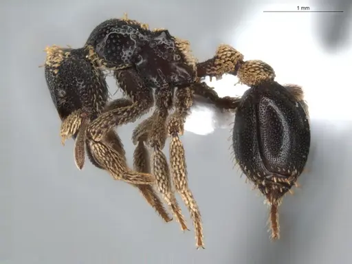 Basiceros conjugans - ECOFOG-GRS21-0187-02