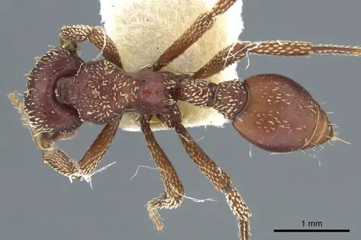 Basiceros convexiceps specimen