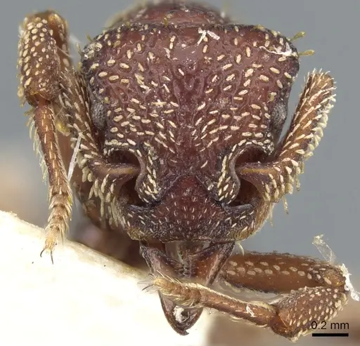 Basiceros convexiceps specimen