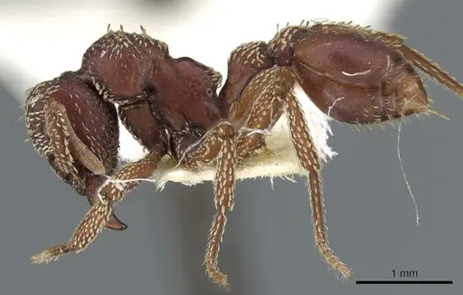 Basiceros convexiceps specimen