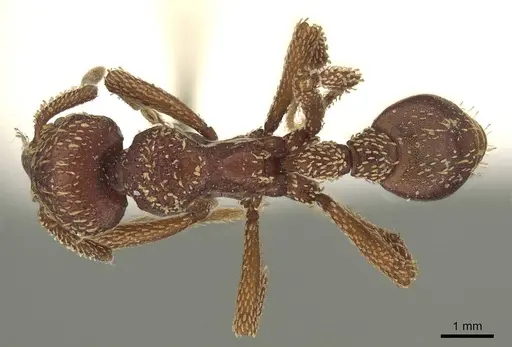 Basiceros convexiceps - CASENT0915697