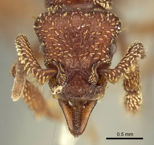 Basiceros convexiceps - CASENT0915697