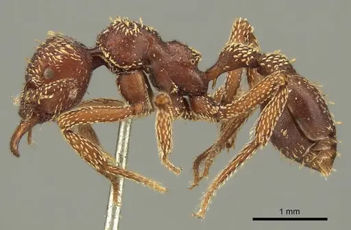 Basiceros convexiceps - CASENT0915697