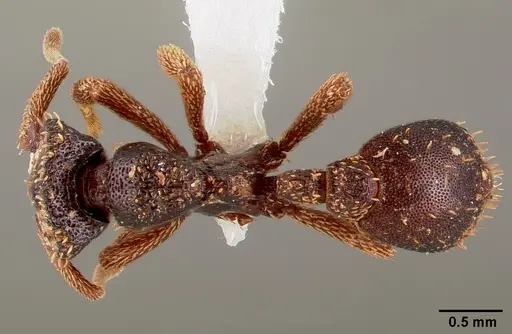 Basiceros disciger specimen