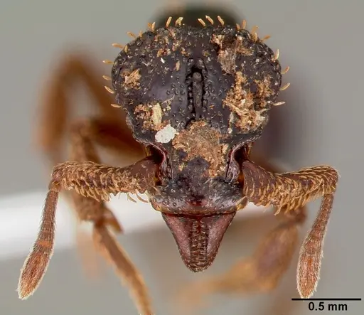 Basiceros disciger specimen