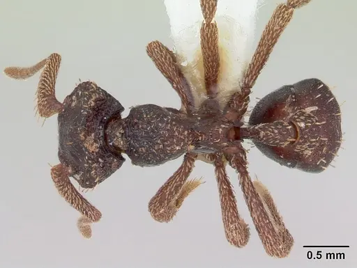 Basiceros disciger - CASENT0173734