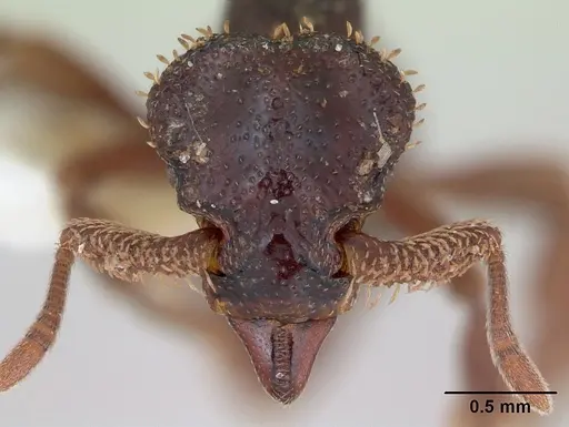 Basiceros disciger - CASENT0173734