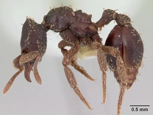 Basiceros disciger - CASENT0173734