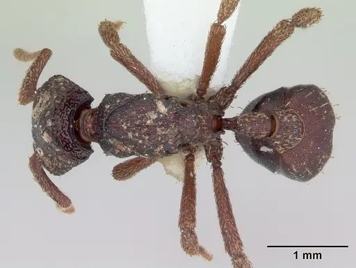 Basiceros disciger - CASENT0173735