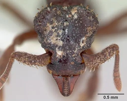 Basiceros disciger - CASENT0173735